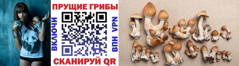 Купить закладки  Кораблино  Галлюциногенные грибы MAGIC MUSHROOMS 